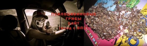 прущие грибы Кодинск