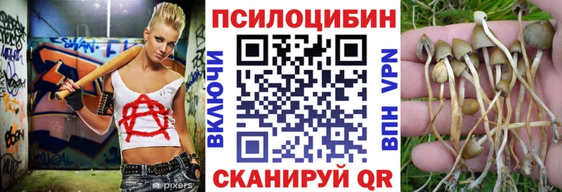 где можно купить   Юрьевец  Галлюциногенные грибы Psilocybe 